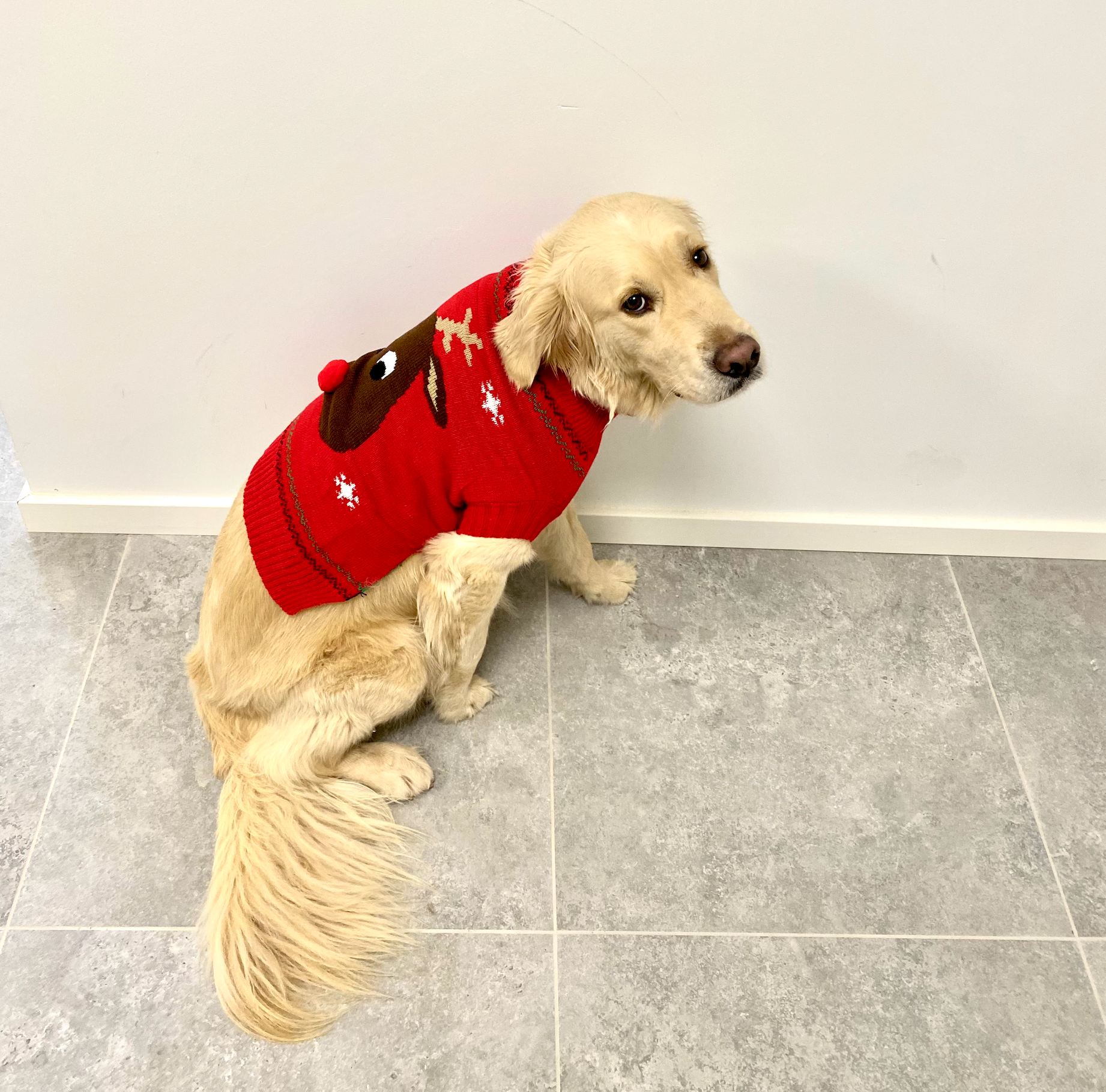 En rød julesweater på en hund.
